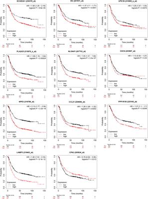 Identification of a Gene Prognostic Model of Gastric Cancer Based on Analysis of Tumor Mutation Burden